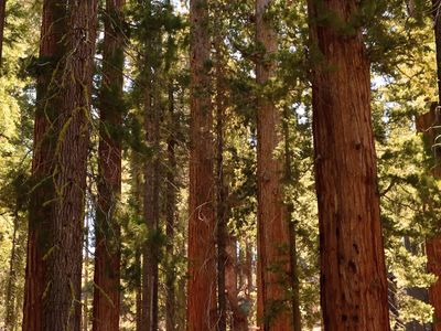 Original Sequoia